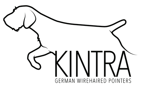 Kintra German Wirehaired Pointers